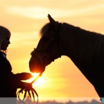 Paardenfotografie